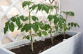 Growing Tomato Plants in Raise Bed