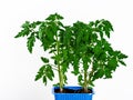 Growing tomato seedlings. Sprouts in a plastic container isolated on a white background Royalty Free Stock Photo