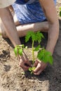 Growing tomato sprout, planting