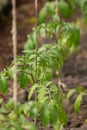 Growing tomato stem with green leaves at greenhouse. Ecological organic tomatoe vine closeup plant.