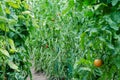 Growing tomato vines