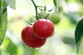 Growing tomatoes Royalty Free Stock Photo