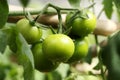 Growing tomatoes Royalty Free Stock Photo