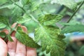 Growing tomatoes, care, treatment of plant diseases Royalty Free Stock Photo