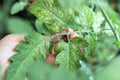 Growing tomatoes, care, treatment of plant diseases Royalty Free Stock Photo