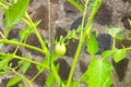 Growing tomatoes in the caribbean Royalty Free Stock Photo