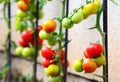 Growing Tomatoes