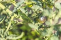 Growing tomatoes. Fresh juicy green love apple on the branches close up Royalty Free Stock Photo