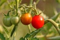 Growing tomatoes Royalty Free Stock Photo