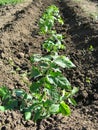 Growing tomatoes in the garden bed