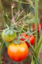 Growing Tomatoes in the garden, close up Royalty Free Stock Photo