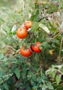 Growing Tomatoes in the garden, close up Royalty Free Stock Photo