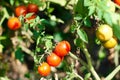 Growing Tomatoes in the garden, close up Royalty Free Stock Photo