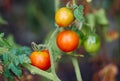 Growing Tomatoes in the garden, close up Royalty Free Stock Photo