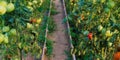 Growing tomatoes in a greenhouse