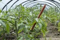 Growing tomatoes in a homemade simple greenhouse