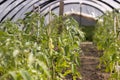 Growing tomatoes in a homemade simple greenhouse