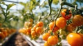 Growing tomatoes in a large sunny greenhouse