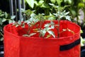 Growing tomatoes in plastic bags