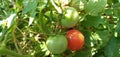 Growing Tomatoes Red And Green Tomato Hanging On Plant Royalty Free Stock Photo