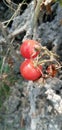 Growing Tomatoes Red And Green Tomato Hanging On Plant Royalty Free Stock Photo