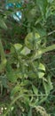 Growing Tomatoes Red And Green Tomato Hanging On Plant Royalty Free Stock Photo