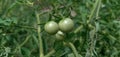 Growing Tomatoes Red And Green Tomato Hanging On Plant Royalty Free Stock Photo