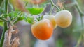 Green and red tomatoes in tomato field, red and green tomatoes hanging on plant in greenhouse Royalty Free Stock Photo