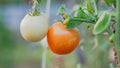 Green and red tomatoes in tomato field, red and green tomatoes hanging on plant in greenhouse Royalty Free Stock Photo