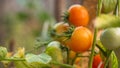 Green and red tomatoes in tomato field, red and green tomatoes hanging on plant in greenhouse Royalty Free Stock Photo