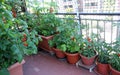 Growing tomatoes on the terrace of the apartment building Royalty Free Stock Photo