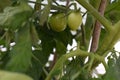 Growing tomatoes