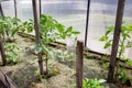 Growing tomatoes. Tomato seedlings in the greenhouse. Tying tomatoes and mulching the soil