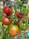 Growing tomatoes Royalty Free Stock Photo