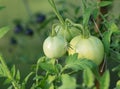 Growing tomatoes. Two green tomatoes. Royalty Free Stock Photo