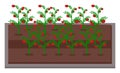 Growing tomatoes. Urban farming, gardening or agriculture. Tomato bushes. Flat vector image