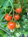 Growing tomatoes on a vine Royalty Free Stock Photo