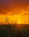 Growing tree in background of orange heaven during sunset Royalty Free Stock Photo