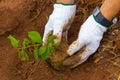 Growing a tree in the forest for giving life to the Earth