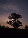 Growing Tree and Gogreen Day Royalty Free Stock Photo