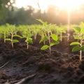 The growing tree has green background, nature blur, bokeh concept, love the world and abstain from