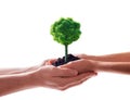 Growing tree in human hands over white background Royalty Free Stock Photo