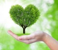 Growing tree in the shape heart in hand Royalty Free Stock Photo