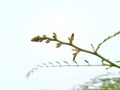 Growing tree shoots with sky background