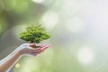 Growing tree to save ecological sustainability, sustainable environment, and corporate social responsibility CSR in nature concept Royalty Free Stock Photo
