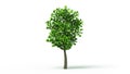 Growing Tree on White background, isolated object. Symbol of Growth. HD 1080.