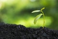 Growing trees for growth and environmental protection Trees or nature maintenance