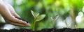 Growing trees for growth and environmental protection Trees or nature maintenance