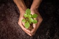 Growing trees with hand on the ground. Royalty Free Stock Photo