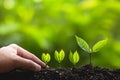 Growing trees leader trees Planting trees Save world concept Royalty Free Stock Photo